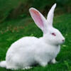 thewhiterabbit6